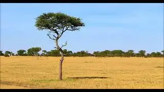 Relaxing Sound for Stress Relief with Savanna dry season purple starlings, red beaked hornbill