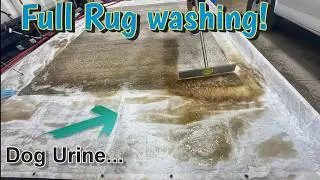 Dog urine soaked rug gets clean! Professional rug washing process start to finish! Tarpon Springs FL