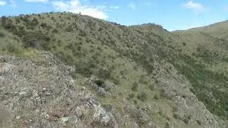 NZ Falcon (kārearea) attack.