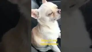 собачий релакс 100500