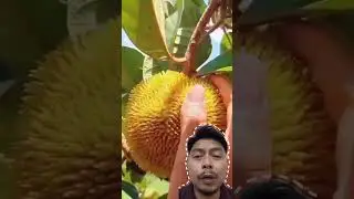 Buah apaan ini??