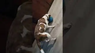 BullArab Maxene enjoys playing her ball 🥰