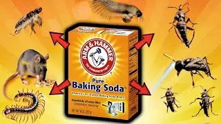 Baking Soda Miracle: Banish Fleas and Mice Forever.