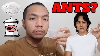Is Slater Young's Borax Solution an Effective Way to Deal with Ants? - Peso Smart PH