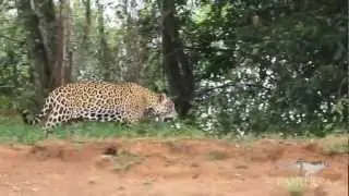A Male Jaguar in the Brazilian Pantanal