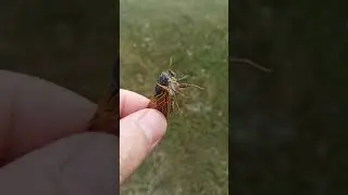 ЧӀИГЪИЧӀИГЪ.. ахпа ЧЕПЕЛИКЬ... Пирал - КцӀар
