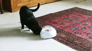 Push 'N Pop - Cat