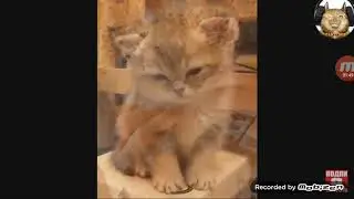 Милие видео 😀