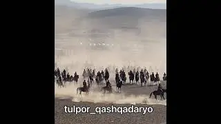 Купкари, Чопкир Отлар, Узбекский Настоящий Лошади, Otlar to'dasi,