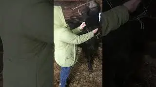 Four black cows. Марта, Ночка, Умка и Кляксочка...