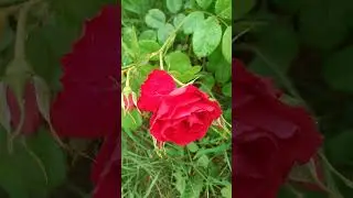 Роза Фламентанц (Flammentanz) - Танцующий Огонь