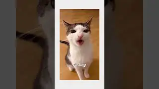 Feed your cat!