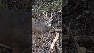 TED MILLER Deer Hunting Fall 2022