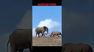 No One Defeats a Rhino… Except the Elephant! 🐘💥 
