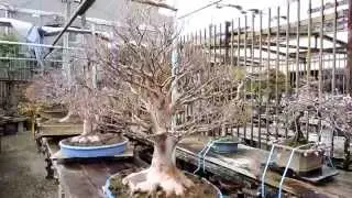 Kouka-en bonsai nursery jan2015