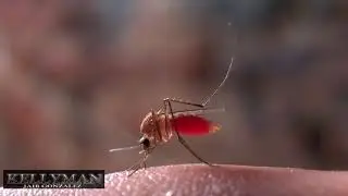 Mosquito sacando sangre