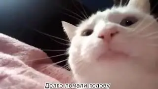 Белый кот трясет головой под музыку №9