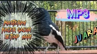 MASTERAN KACER GACOR SETIAP HARI  PAGI SIANG SORE MALAM