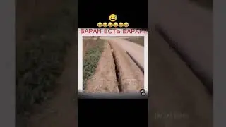 Баран есть баран 😂 #shorts #shortvideo #sad