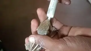 #cutesquirrel | Baby squirrel without mother | தாய் இல்லாத அணில் குழந்தை 😍 #ytvideo  #animals