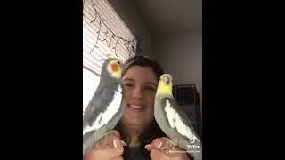 🐦🎵 Funny Cockatiel Videos!!