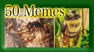 50 Animal/Insect Memes Episode 2