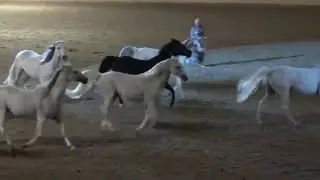 Liberty with 10 horses - Sylvia Zerbini - Night of the Horse 2016 - Del Mar National Horse Show