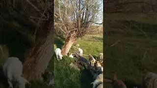 Ahiler Çiftliği Mera