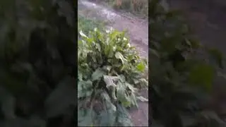 копал картошку