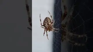 what spider is this? 2
