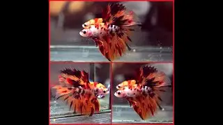 Betta Fish Fancy NEMO TIGER KOI Halfmoon Male X527