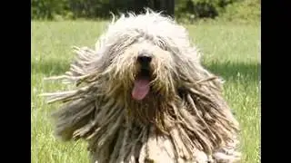 Bergamasco Shepherd Dog