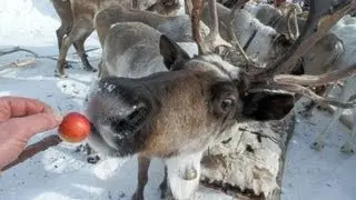 Этно-Тур в Якутию. Yakutia. Праздник оленеводов Эвенкия. GoldenAldan.Ru