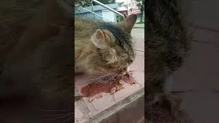 кот Васек василёк