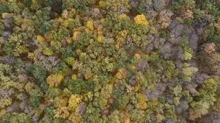 DJI Mini 2 Золотая осень