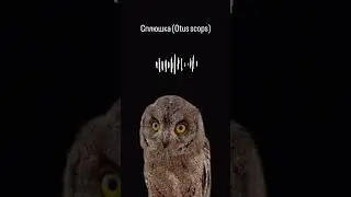 Слышали сов в природе? #owl #птица #сова