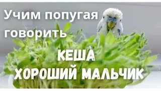 Учим попугая говорить 
