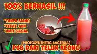 CARA EFEKTIF MEMBUAT PSB DARI TELUR KEONG! ANTI GAGAL DAN CEPAT JADI