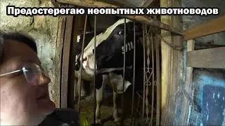 Опасная пастбищная болезнь коров