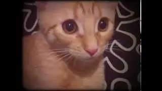 Рыжий кот - хулиган