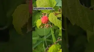 I am impatiently waiting for you... #homesteader #growwhatyoueat #raspberrypatch