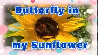 BUTTERFLY in my SUNFLOWER