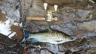 bikin iri aja ! seperti dikolam mahseernya//casting mahseer pedalaman kalimantan