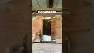 A Rattlesnake Showed Up to This Bee Removal
