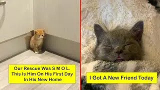 Most Wholesome Rescue Pet Photos - part 5