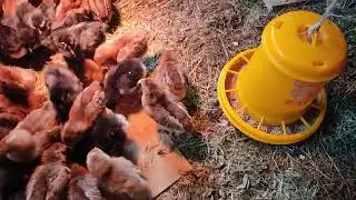И снова Билефельдеры ( продолжение).
