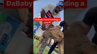 DaBaby hand feeding a lion