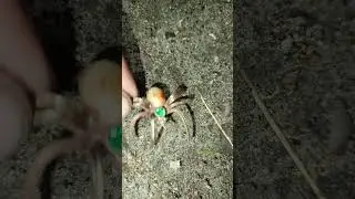 Паук