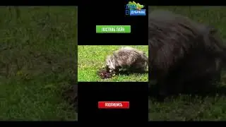 Борьба с кротами унизить