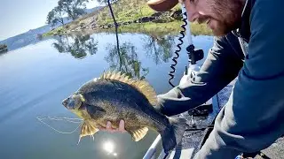 Yellowbelly Edge Bite | Windamere Dam